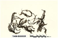 藏品(尖葉扭口苔)的圖片